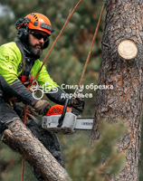 Удаление пней в Ступино