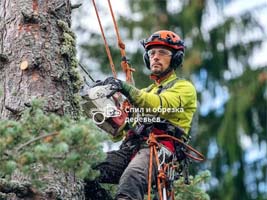 Обрезка деревьев в Ступино